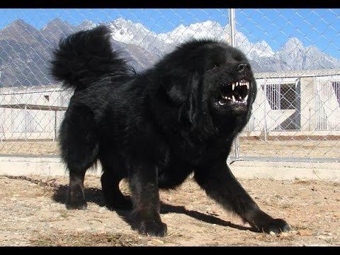 Tibetan Mastiff Giant Tibetan Mastiff Goliath Dog YouTube
