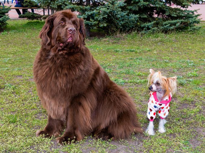 Tibetan Mastiff Tibetan Mastiff Dog Breed Information Pictures Characteristics