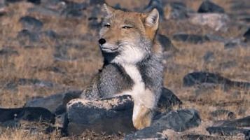 Tibetan sand fox Tibetan Sand Fox GIFs Find Share on GIPHY
