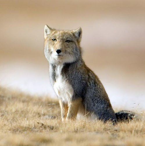 Tibetan sand fox httpsfeaturedcreaturecomwpcontentuploads20