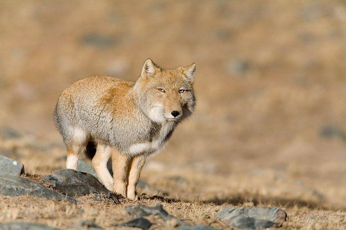 Tibetan sand fox Why So Serious Tibetan Sand Fox Featured Creature