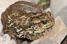 Tibetan toad httpsuploadwikimediaorgwikipediacommonsthu