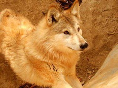 Tibetan wolf Wolves Of The World Tibetan Wolf Canis lupus chanco