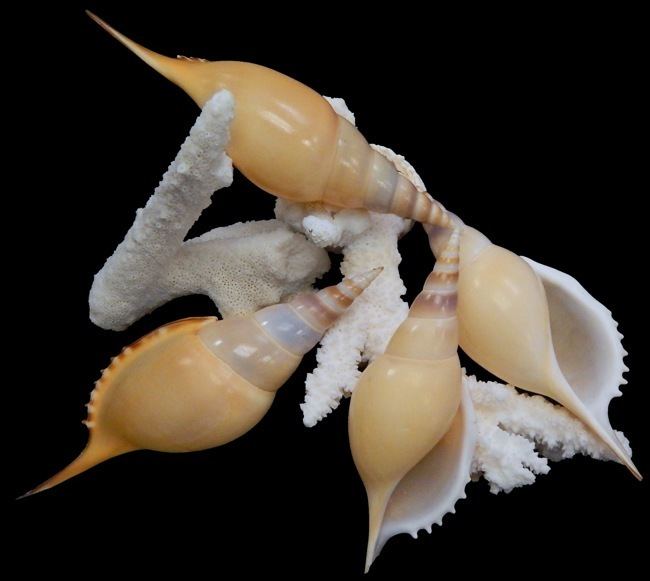Tibia fusus Tibia shells from the tropics