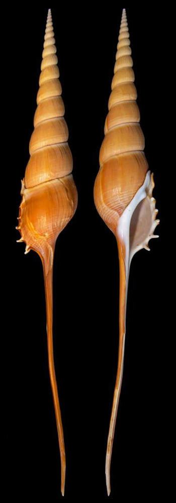 Tibia fusus Gastropoda Stromboidea Species Tibia Fusus