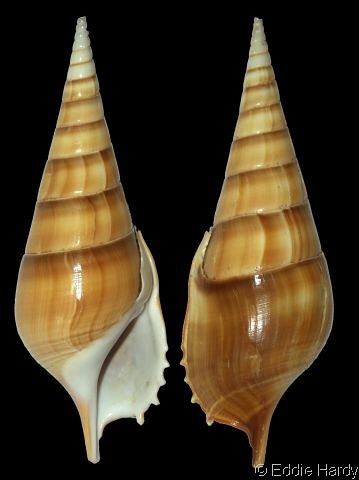 Tibia (gastropod) Tibia Tibia insulaechorab curta