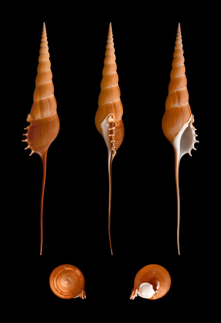 Tibia (gastropod) uploadwikimediaorgwikipediacommonsbb4Tibia