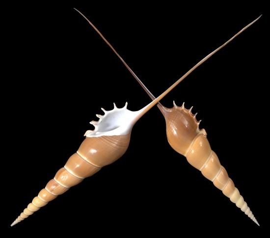 Tibia (gastropod) Tibia shells from the tropics