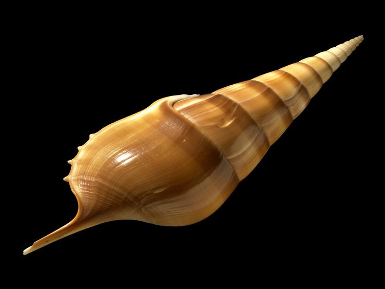 Tibia (gastropod) Tibia gastropod Wikipedia