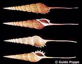Tibia (gastropod) Tibia Tibia fusus