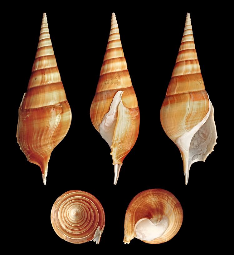 Tibia (gastropod) FileTibia insulaechorab curta 01JPG Wikimedia Commons