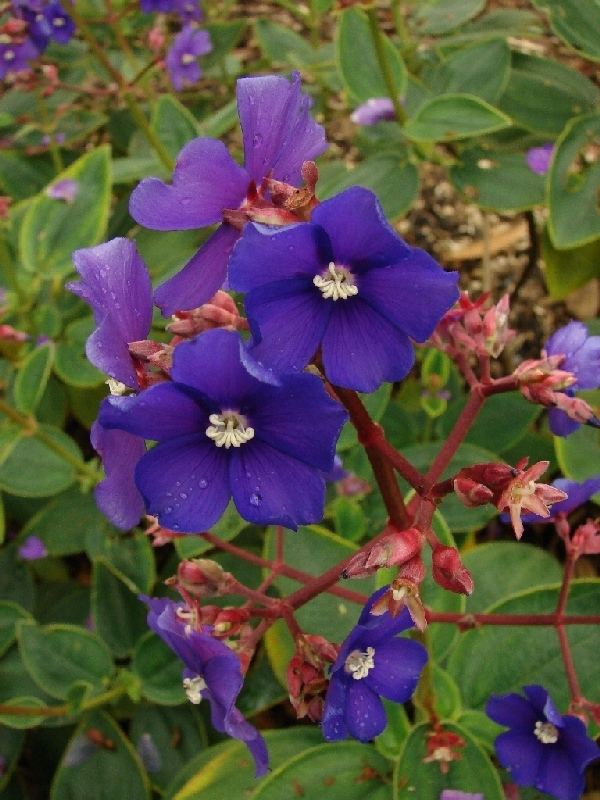 Tibouchina heteromalla FileTibouchina heteromallajpg Wikimedia Commons