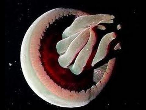 Tiburonia Facts The Granrojo Jellyfish Tiburonia granrojo YouTube