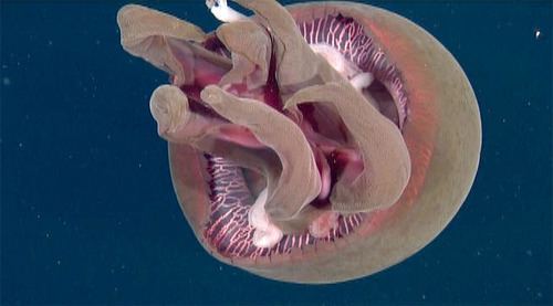 Tiburonia This individual of big red jelly Tiburonia Marine Science in a