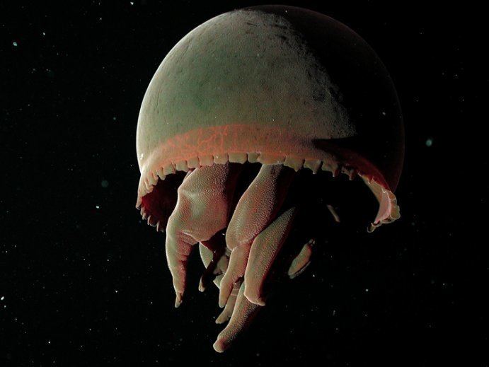 Tiburonia Big Red Jellyfish Smithsonian Ocean Portal