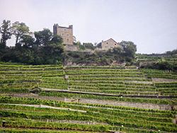 Ticino (wine region) httpsuploadwikimediaorgwikipediacommonsthu