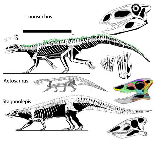 Ticinosuchus wwwreptileevolutioncomimagesarchosauromorphad