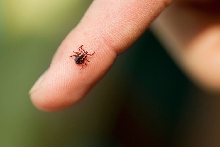 Tick Prevent Tick Bites 13 Things Ticks Wont Tell You Readers Digest