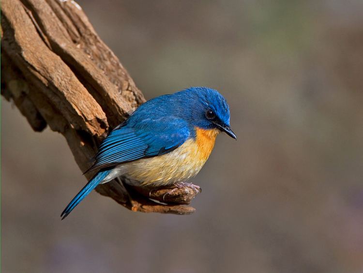 Tickell's blue flycatcher bTickells Blue Flycatcherb Birds Pinterest Specifically
