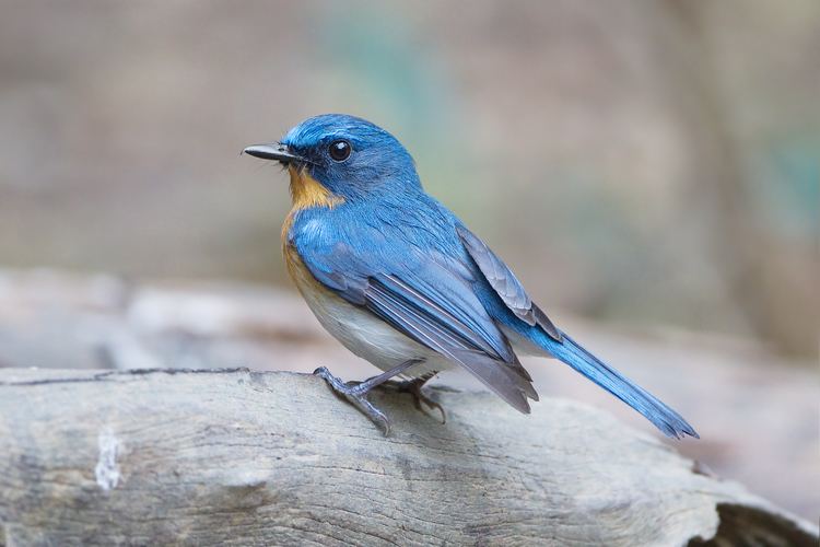 Tickell's blue flycatcher httpsuploadwikimediaorgwikipediacommons22