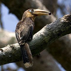 Tickell's brown hornbill httpsuploadwikimediaorgwikipediacommonsthu