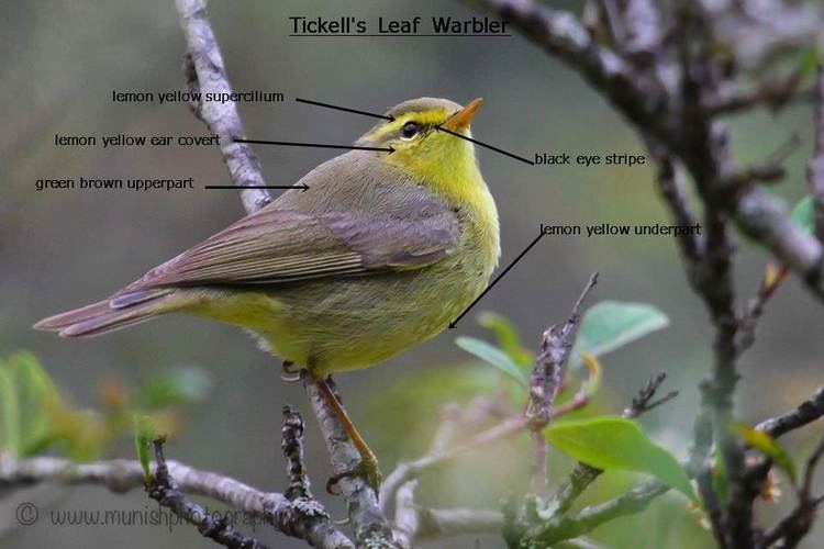 Tickell's leaf warbler Identifying warblers photography birds
