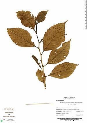Ticodendron Neotropical Herbarium Specimens
