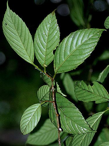 Ticodendron Tropical Plant Guides