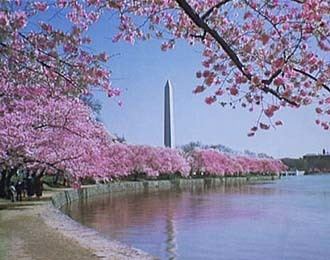 Tidal Basin dcwalkaboutcomimagesCherryBlossomsjpg