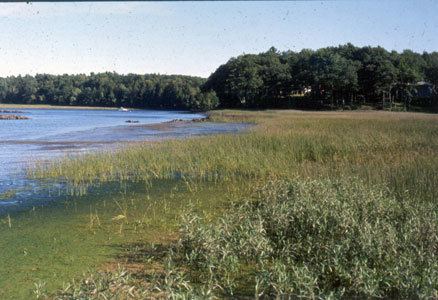 Tidal marsh Maine Natural Areas Program Natural Community Fact Sheet for