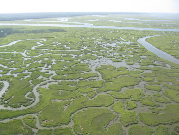 Tidal marsh IU environmental scientist part of team awarded NSF grant for tidal