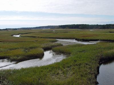 Tidal marsh Tidal Marsh