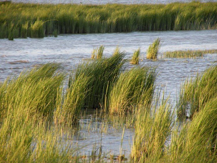 Tidal marsh Panoramio Photo of Tidal Marsh