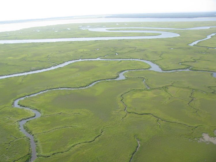 Tidal marsh IU environmental scientist part of team awarded NSF grant for tidal