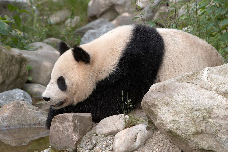 Tiergarten Schönbrunn