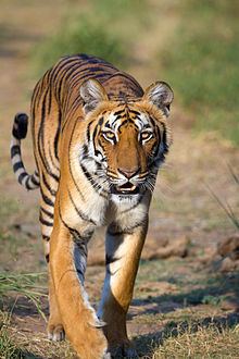 Tiger httpsuploadwikimediaorgwikipediacommonsthu