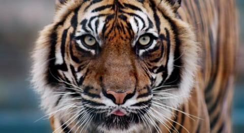 Tiger Tiger Basic Facts About Tigers Defenders of Wildlife