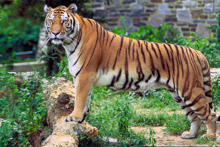 Tiger attacks in the Sundarbans