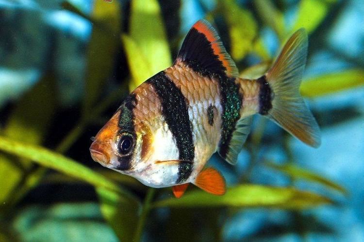 Tiger barb How to keep and breed Barbus Tetrazona The Tiger Barb