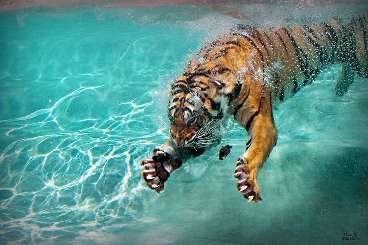 Tiger Claws Tiger Claws Six Flags Vallejo CA kristiNikonD1X Flickr
