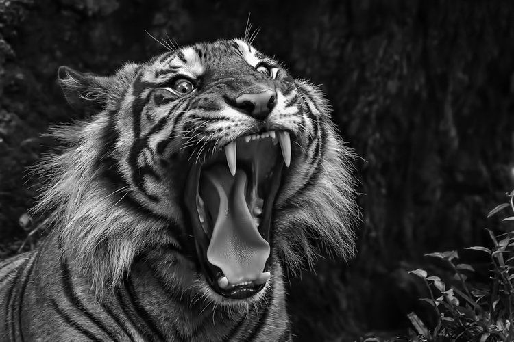 tiger fangs fall h b HD wallpaper