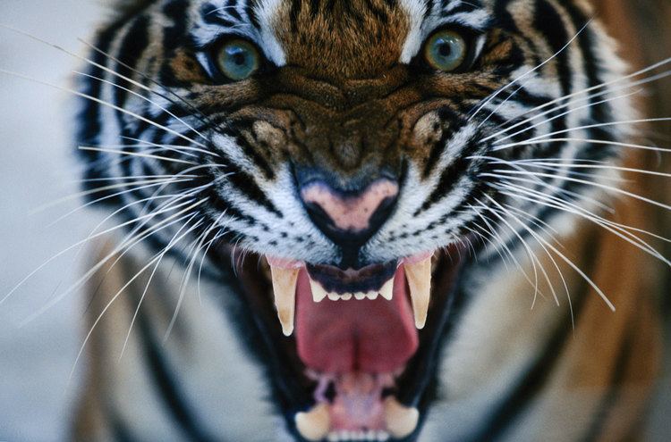 Crime Blotter Tiger Fangs Ivory and More