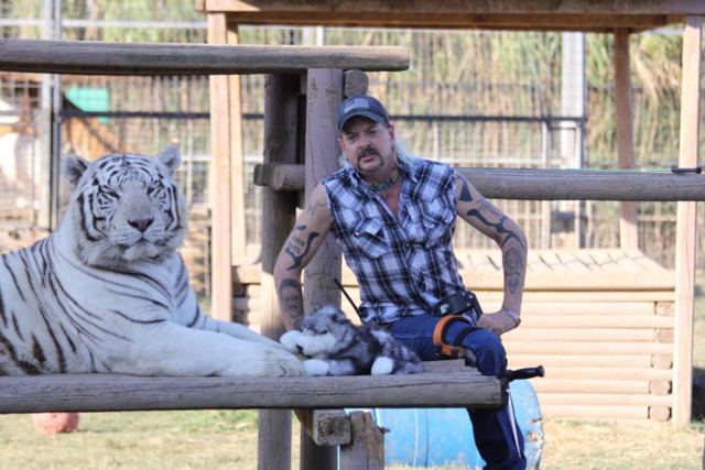 Joe Exotic with a serious face beside a white and black tiger while his hands are on his legs, with blonde hair, wearing a cap, a checkered white and black sleeveless polo shirt and jeans.