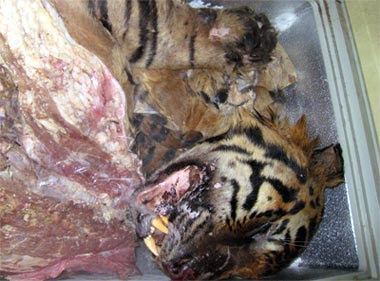 Tiger meat Lao Bumpkin Tiger Meat for Sale