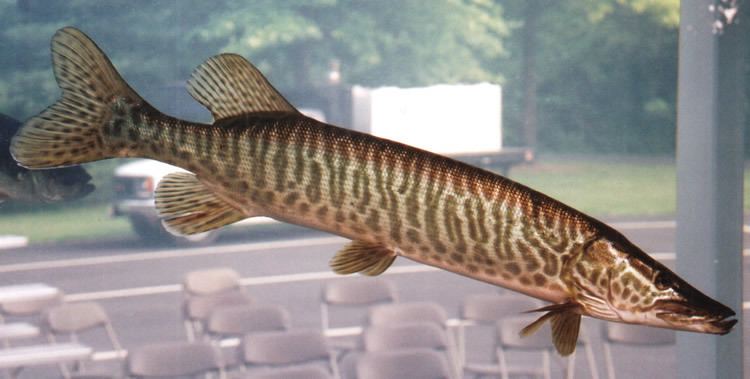 Tiger muskellunge tiger muskie Natural History