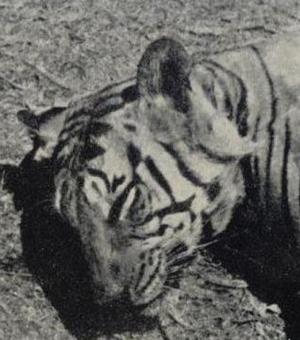 Tiger of Segur