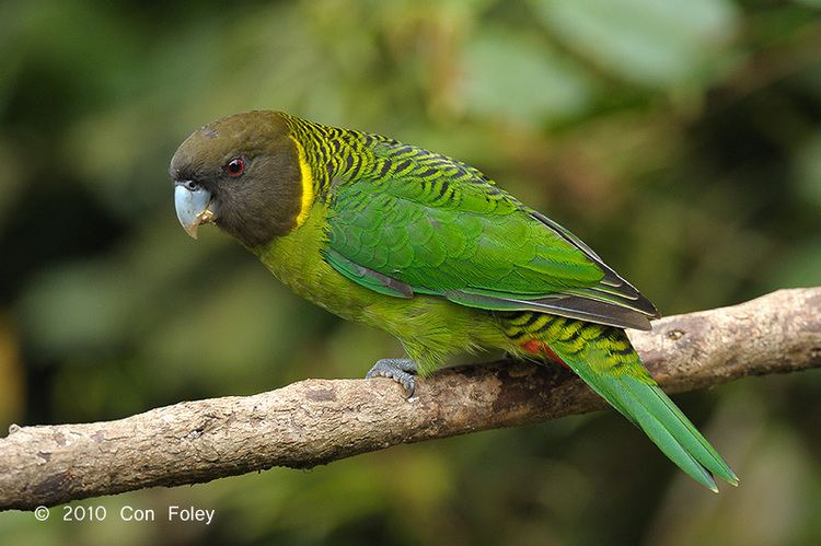 Tiger parrot 78 Best images about Psittacella brehmii on Pinterest Trees