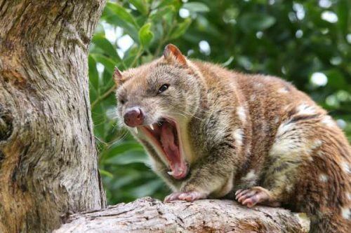 Tiger quoll Tiger Quoll Facts