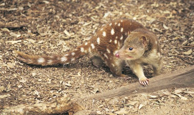 Tiger quoll First tiger quoll spotted in central Victoria in 141 years