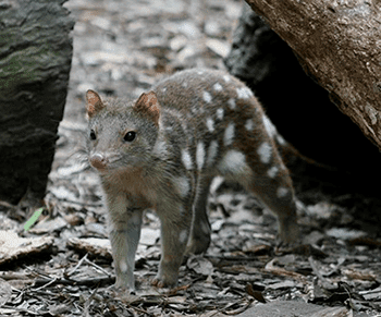 Tiger quoll Tiger Quoll The Animal Facts